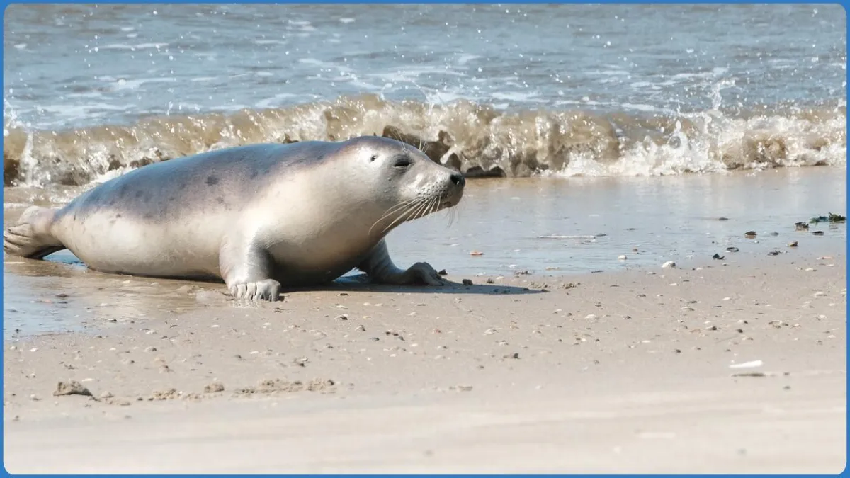 Interaktiver Rätselspaziergang über die Insel Norderney