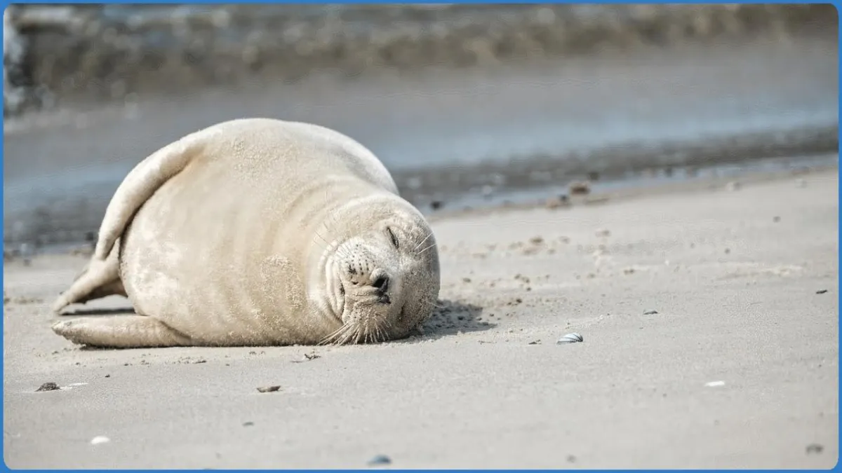 Interaktiver Rätselspaziergang über die Insel Norderney
