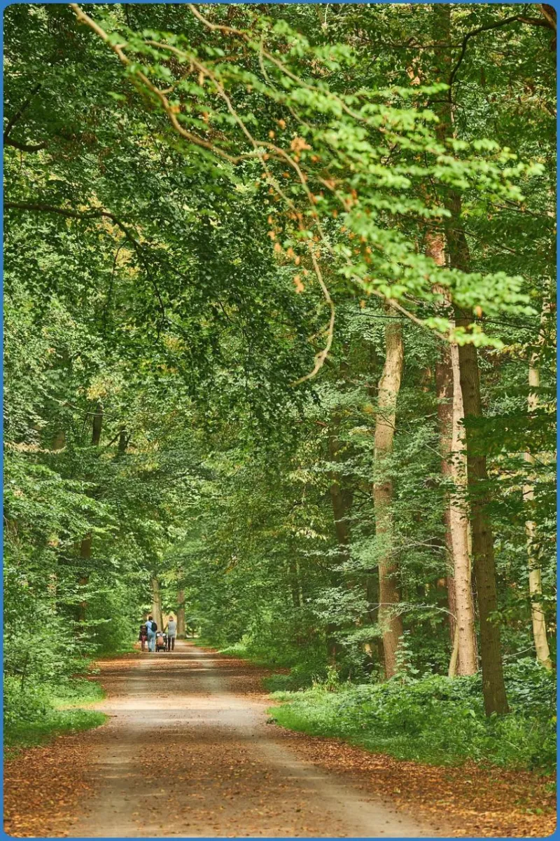 Eilenriede City Forest
