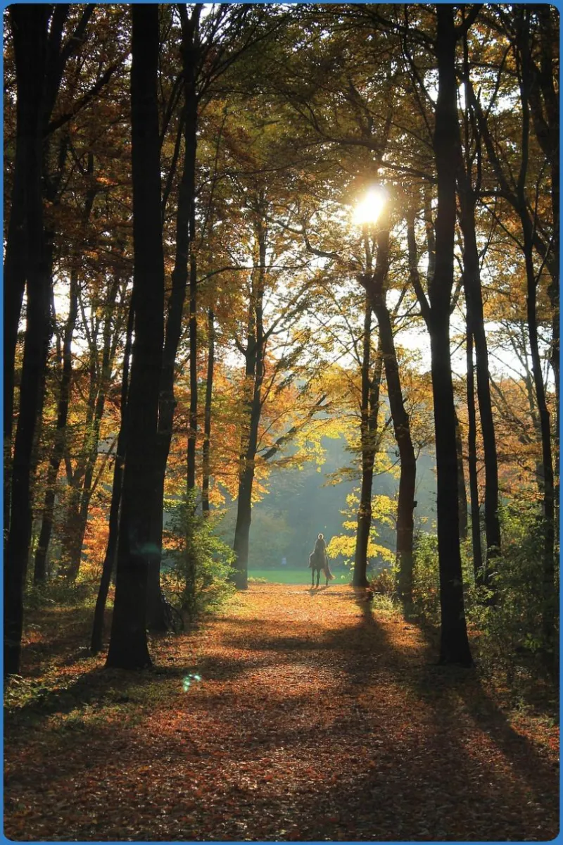 Eilenriede City Forest