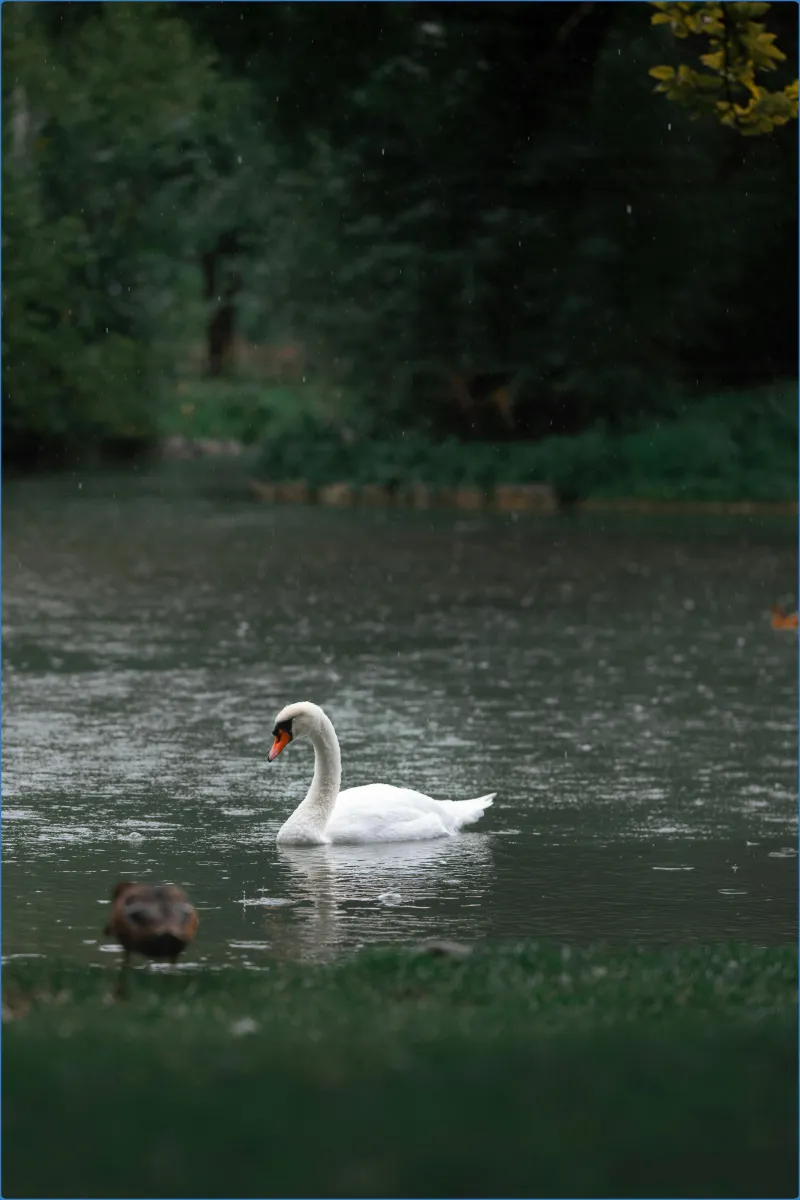 Englischer Garten (München)